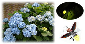 �āA�V�сA�L�����v