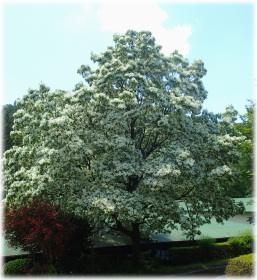 �q�g�c�o�^�S