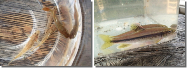 ���V�сA��V�сA���߂�A�������̏W�A���R�L�����v��