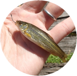 �^�����R�A���c�S�A�ނ�